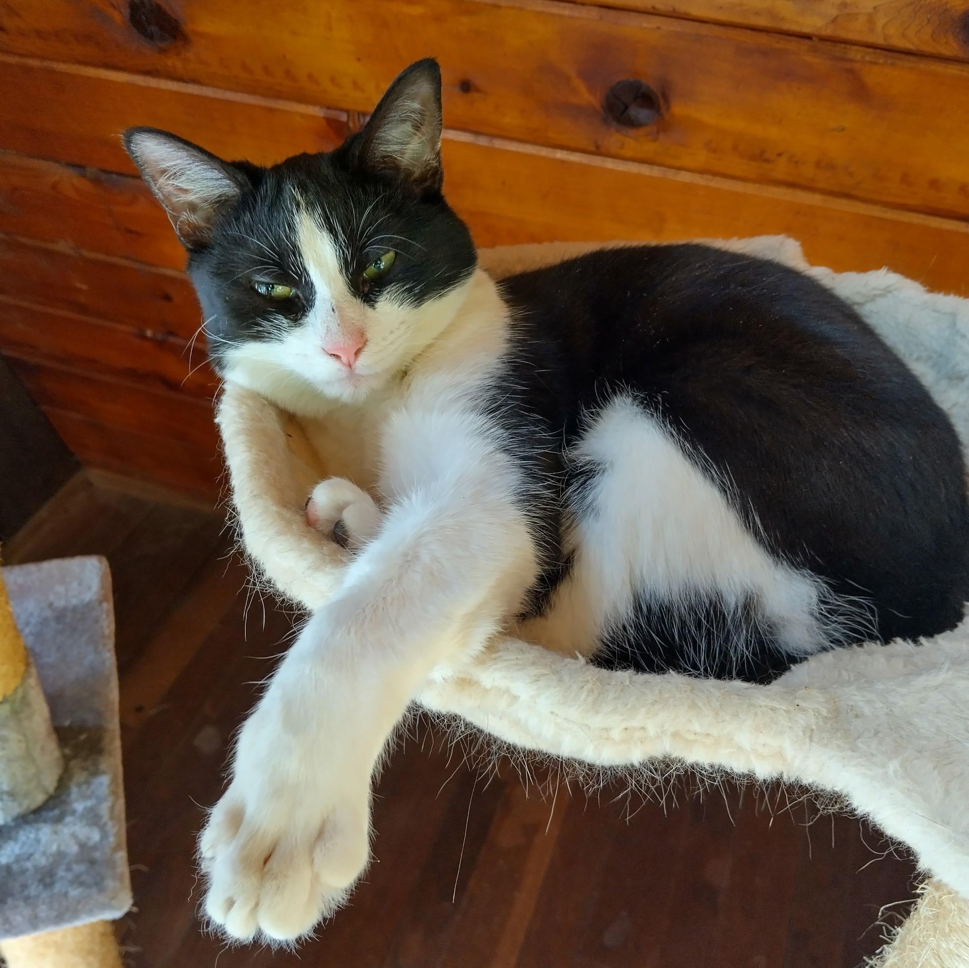 Gherkin, Adoptable, Young Female Domestic Short Hair.