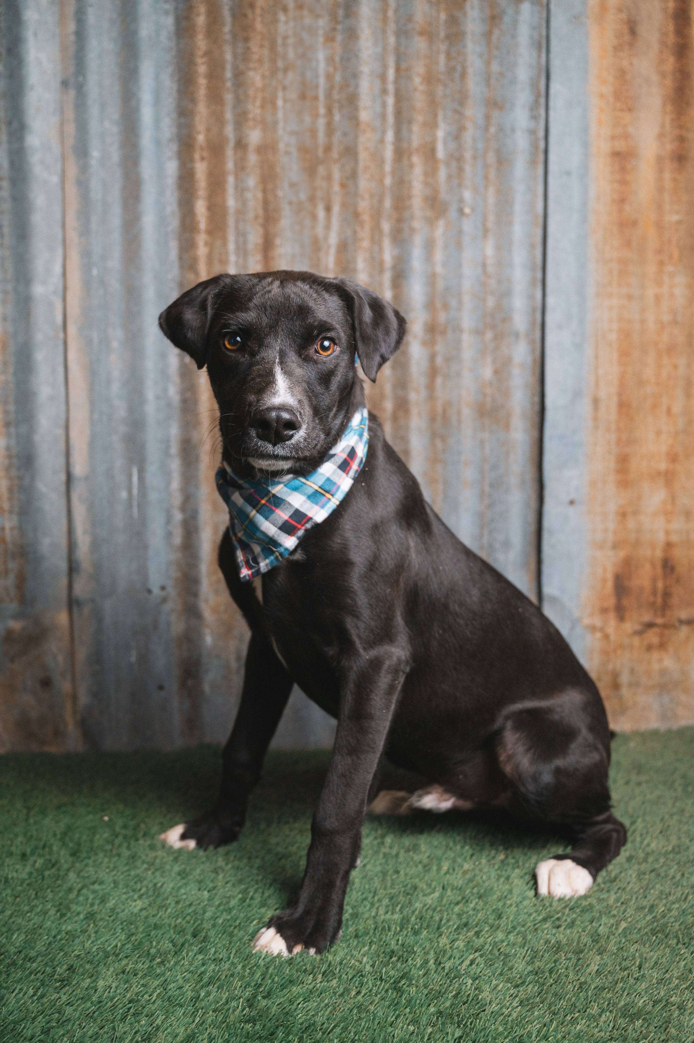 Jonah, Young Male Labrador Retriever
