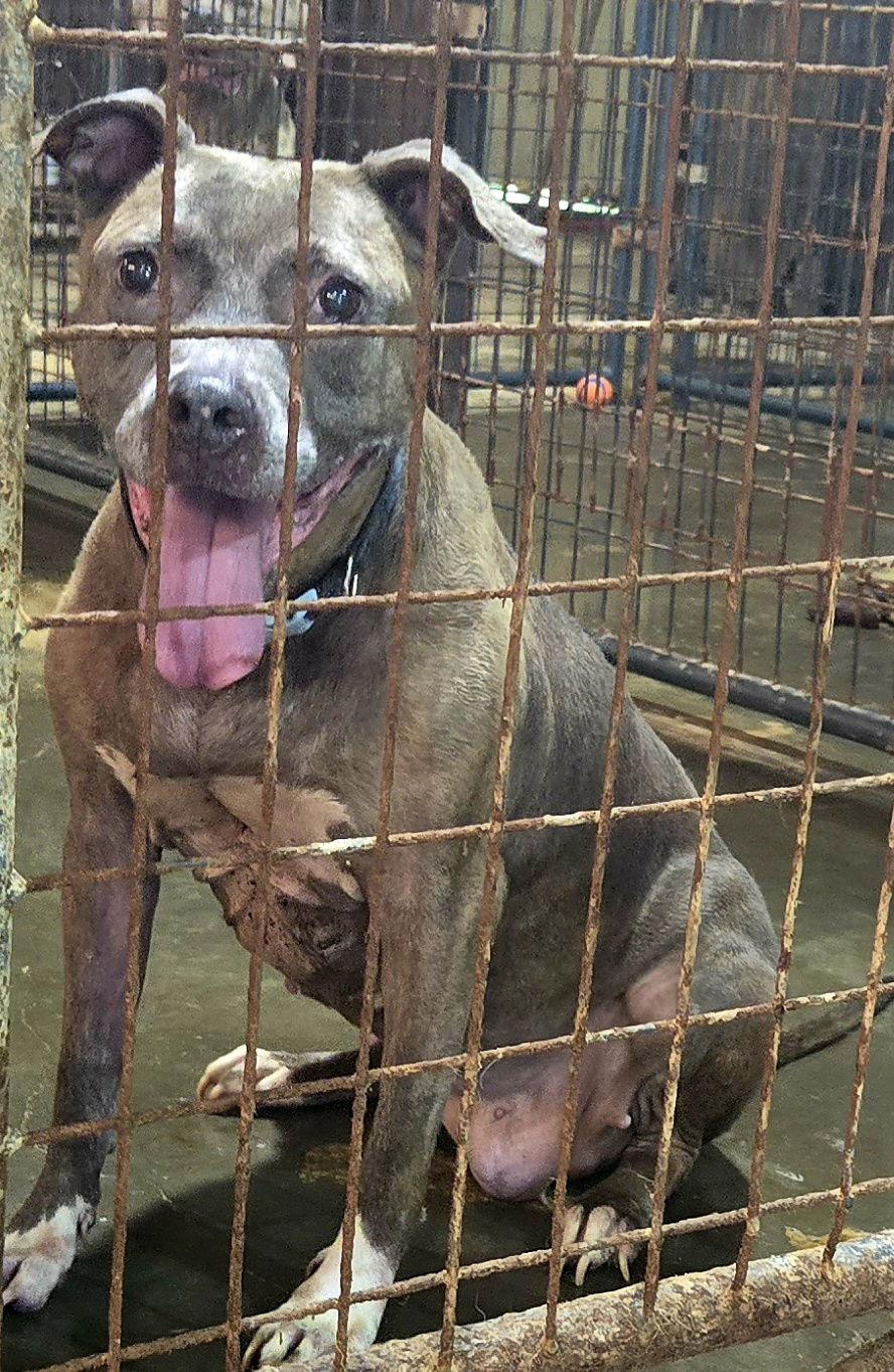 Priscilla — thumbnail 2