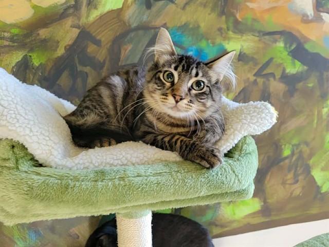PINOCCHIO, Adoptable, Kitten Male Domestic Short Hair.