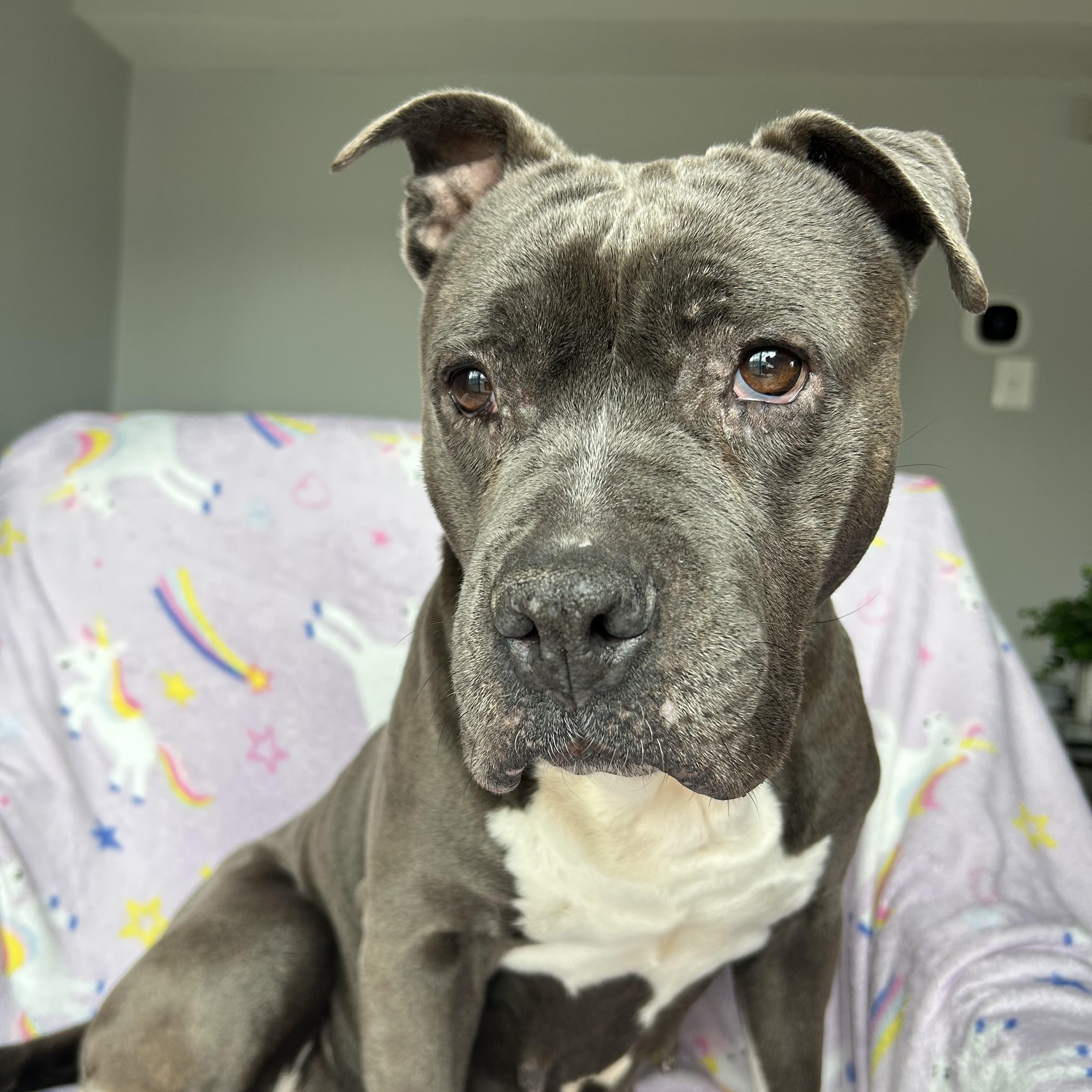 Enlarge Mocha, a ADOPTABLE Pit Bull Terrier in Manassas, VA image 2/2