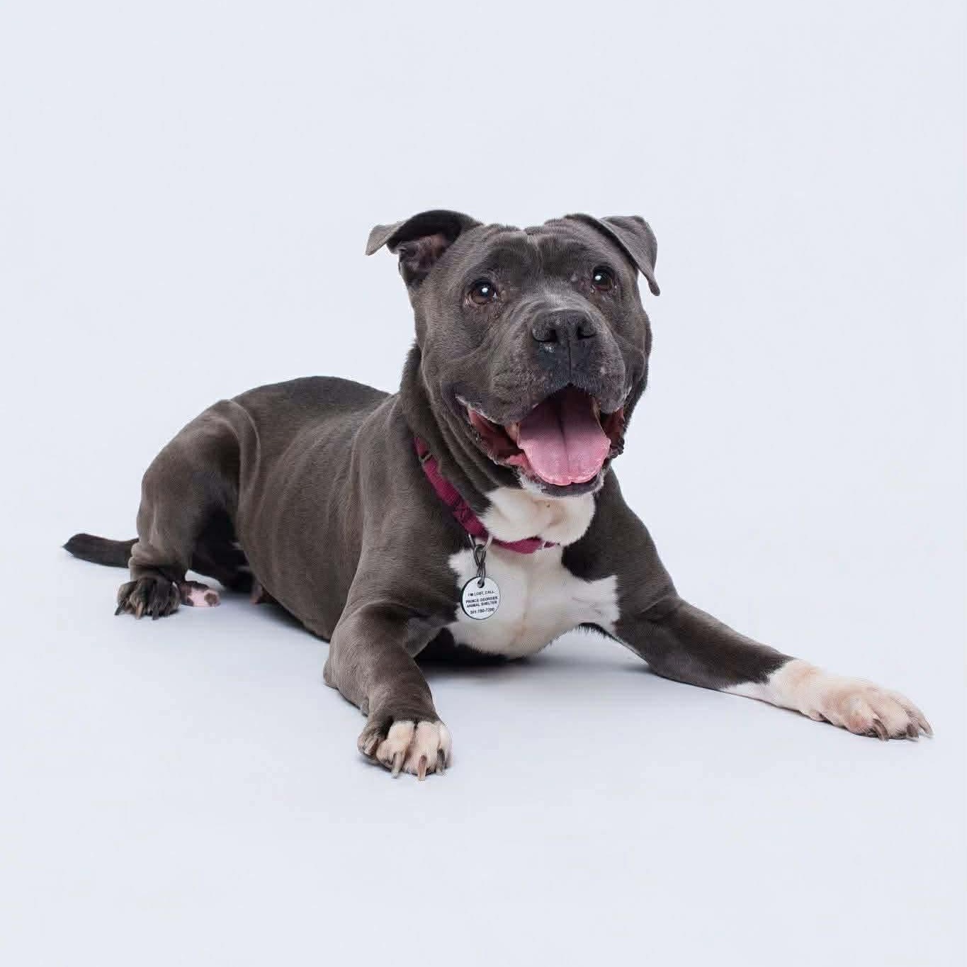 Mocha, ADOPTABLE, Senior Female Pit Bull Terrier.