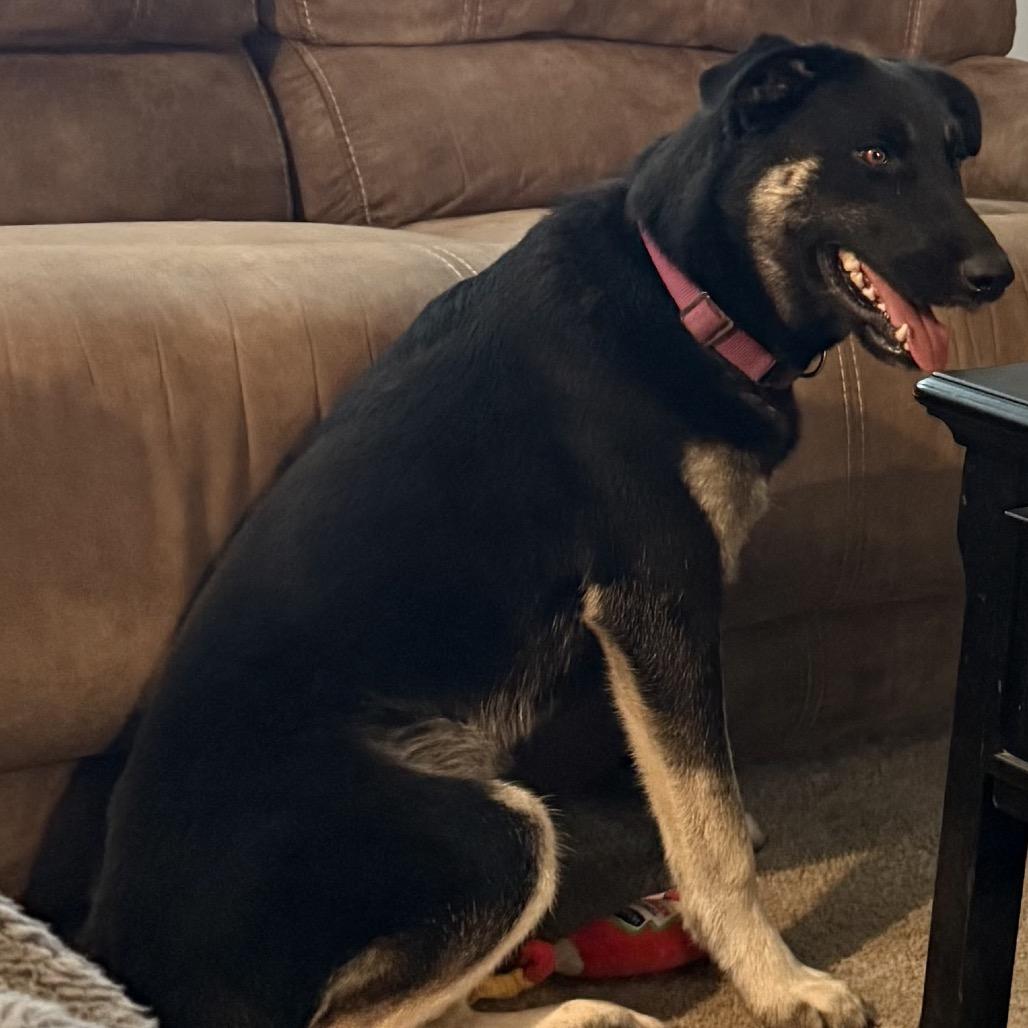 Bree, Adoptable, Young Female German Shepherd Dog.