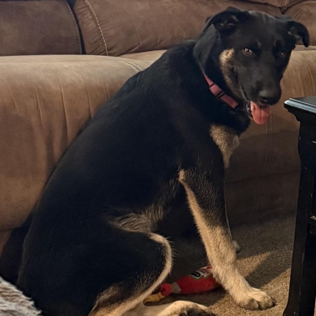 Bree, a Adoptable mixed breed in Floresville, TX image 2/2