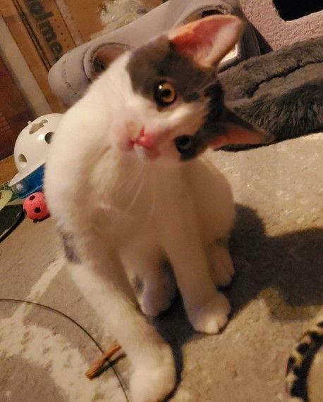 Zippa (+ Sibling), Adoptable, Young Female Domestic Short Hair.