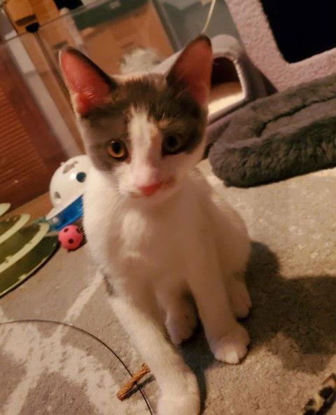Zippa (+ Zelda), Adoptable, Young Female Domestic Short Hair.