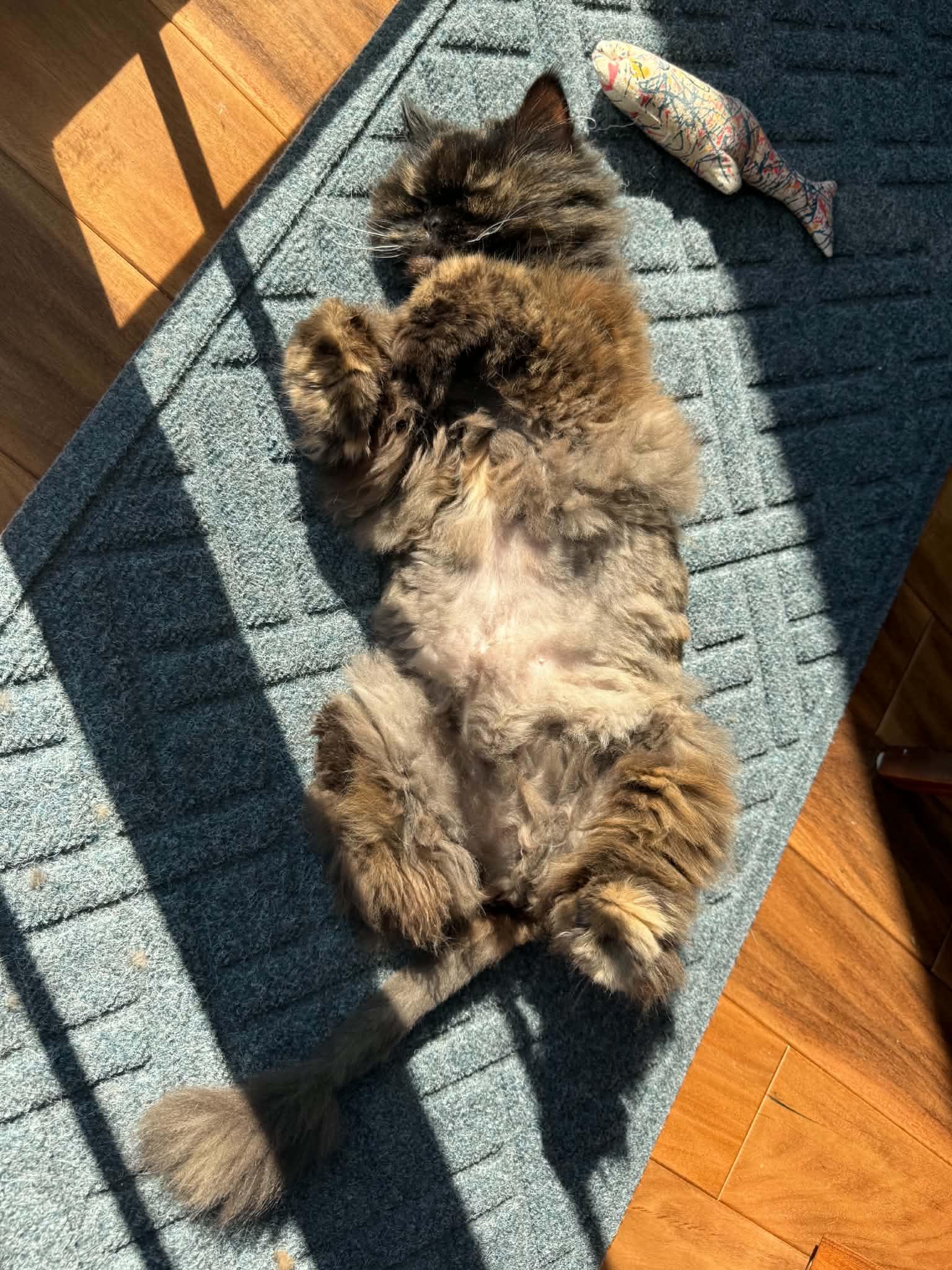 Enlarge PENELOPE, an adopted Persian in Kenosha, WI image 2/2