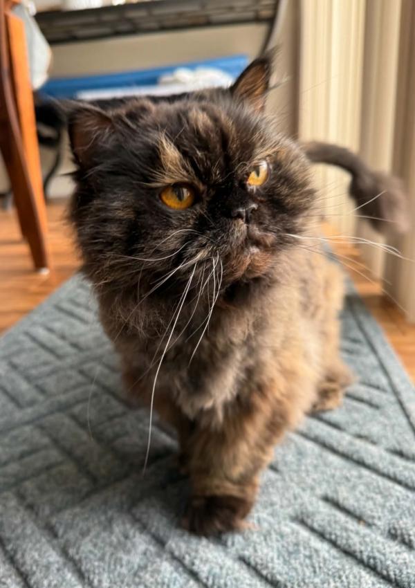 Enlarge PENELOPE, an adopted Persian in Kenosha, WI image 1/2