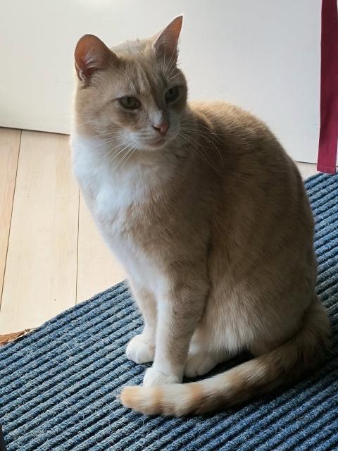 Handsome Harry, Adoptable, Adult Male Domestic Short Hair.