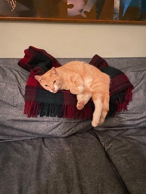 Enlarge Handsome Harry, a Adoptable mixed breed in Pawtucket, RI image 2/4