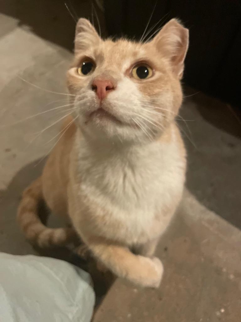 Enlarge Handsome Harry, a Adoptable mixed breed in Pawtucket, RI image 3/4