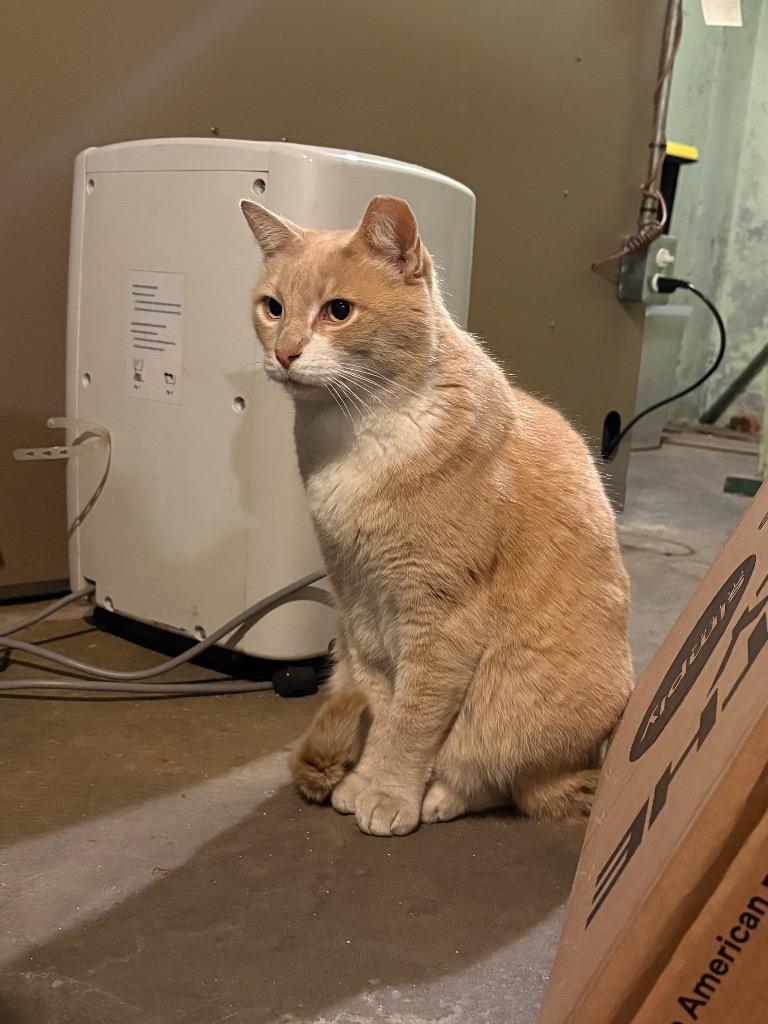 Enlarge Handsome Harry, a Adoptable mixed breed in Pawtucket, RI image 4/4