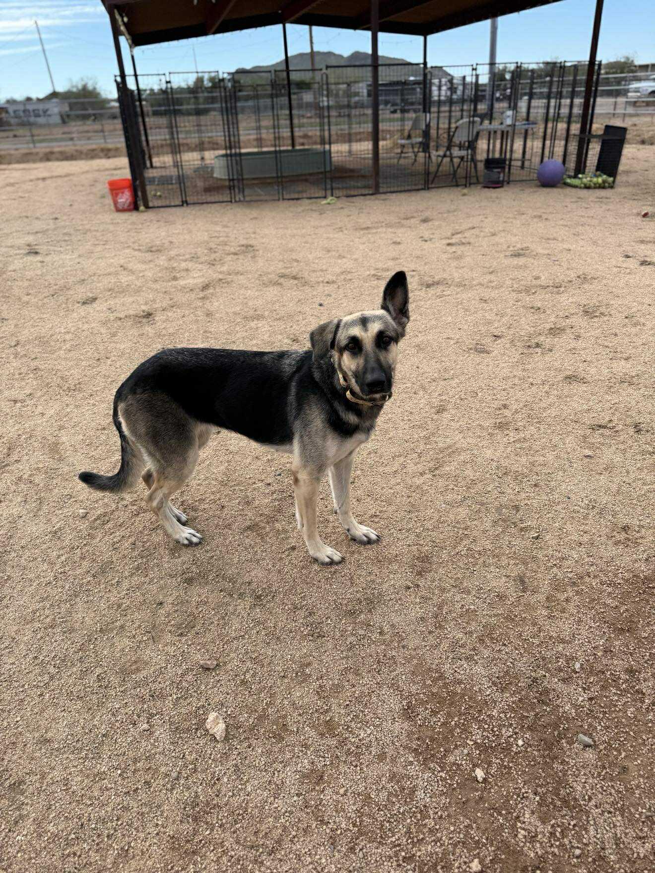 Enlarge Celeste, a ADOPTABLE mixed breed in Glendale, AZ image 2/5
