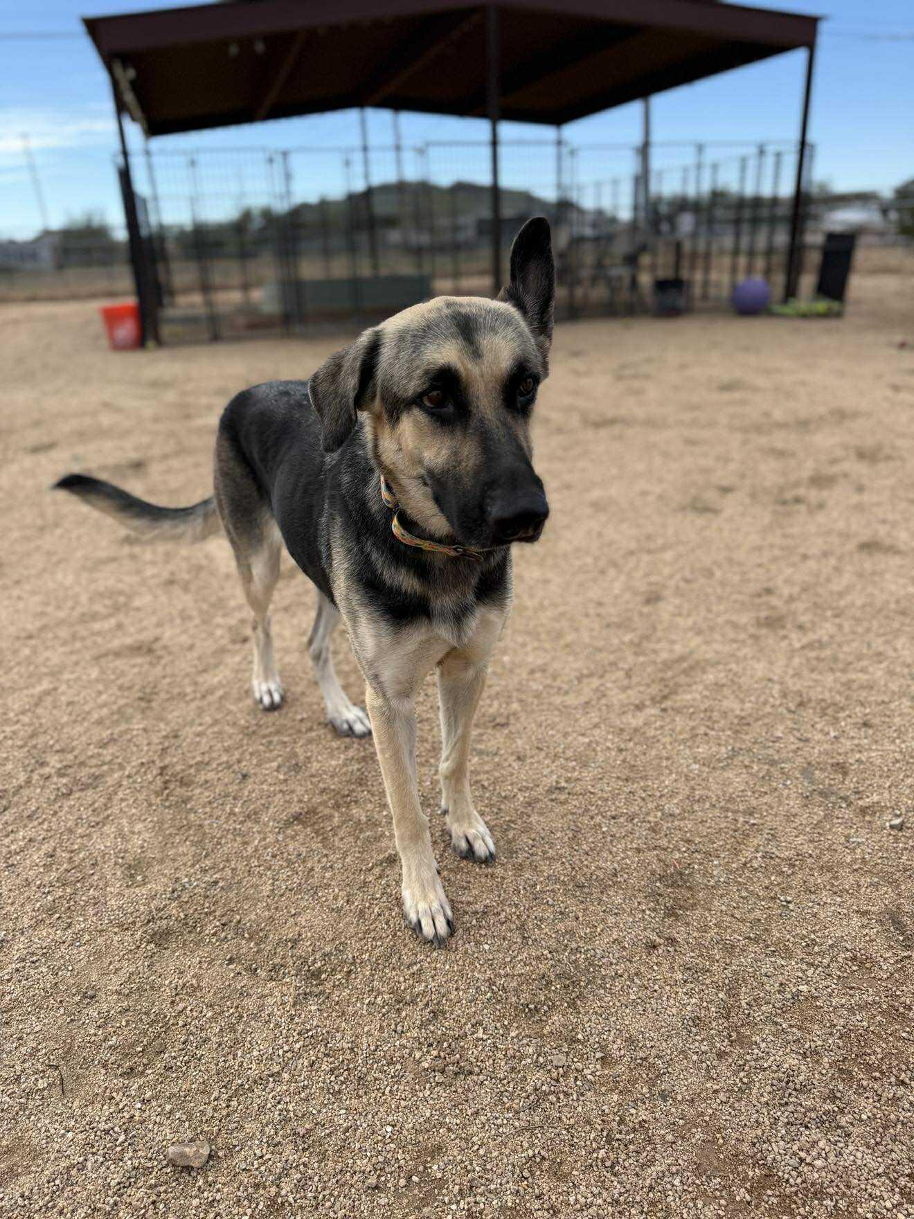 Enlarge Celeste, a ADOPTABLE mixed breed in Glendale, AZ image 4/5