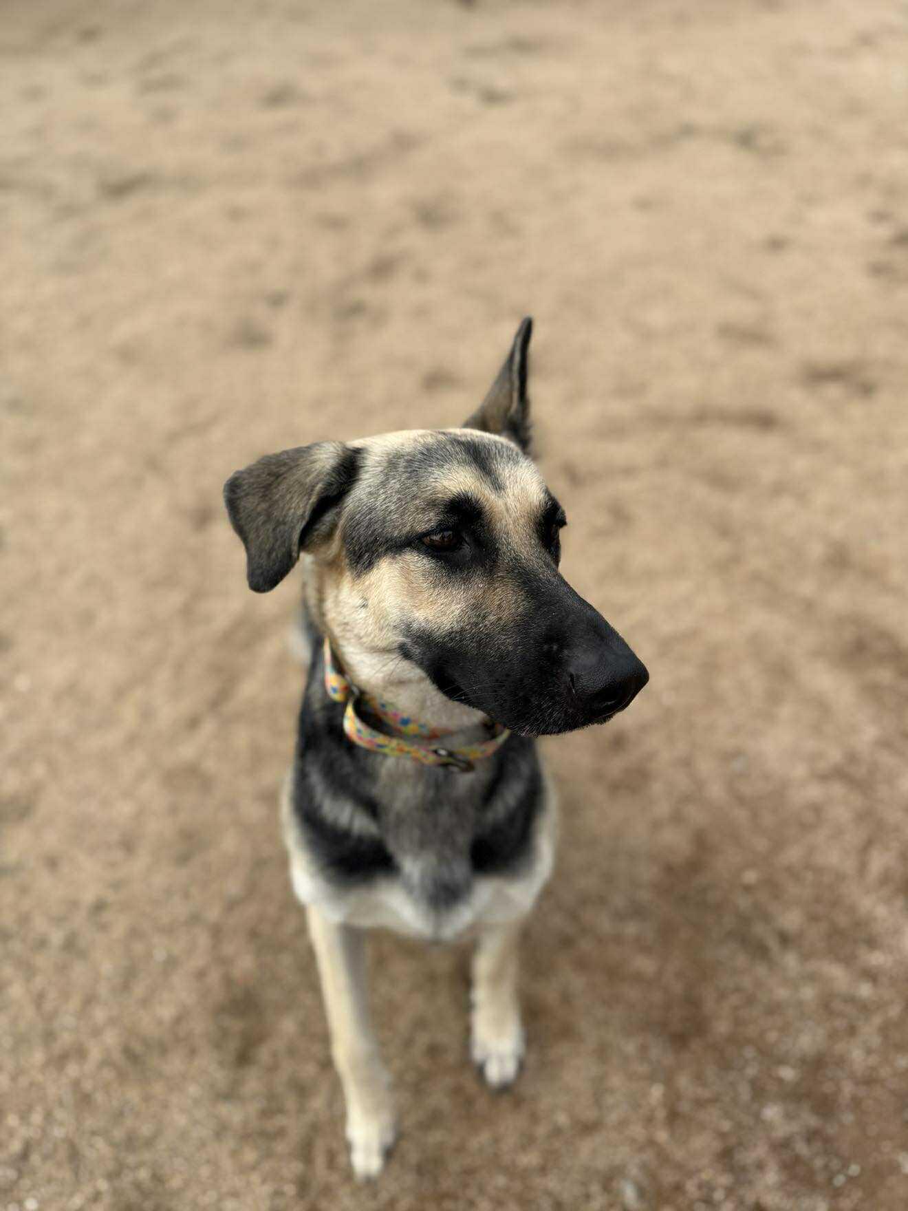 Enlarge Celeste, a ADOPTABLE mixed breed in Glendale, AZ image 3/5