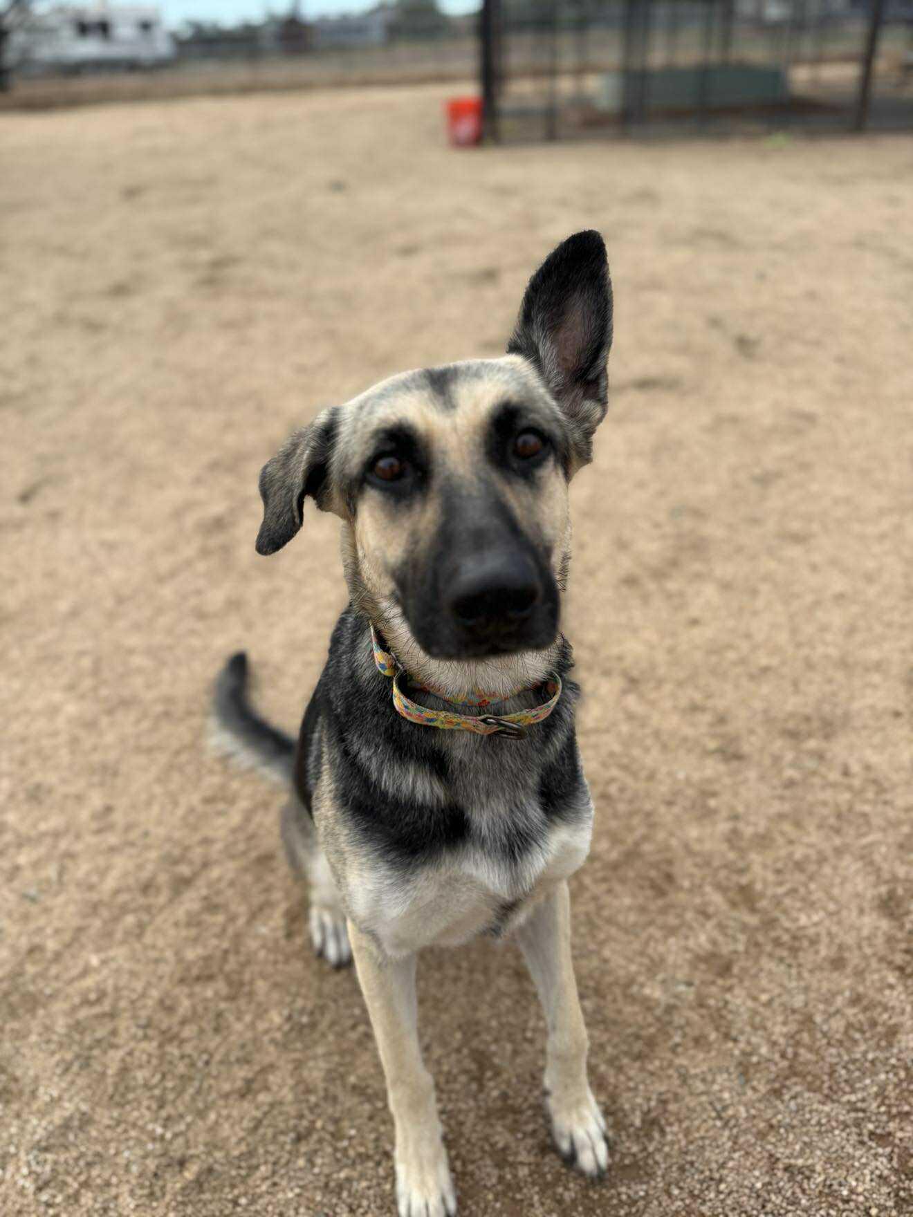 Enlarge Celeste, a ADOPTABLE mixed breed in Glendale, AZ image 1/5
