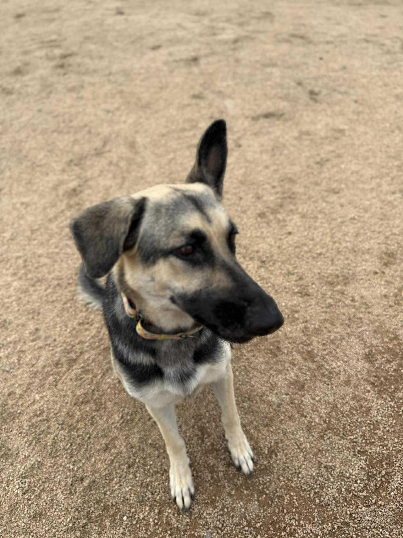 Enlarge Celeste, a ADOPTABLE mixed breed in Glendale, AZ image 5/5