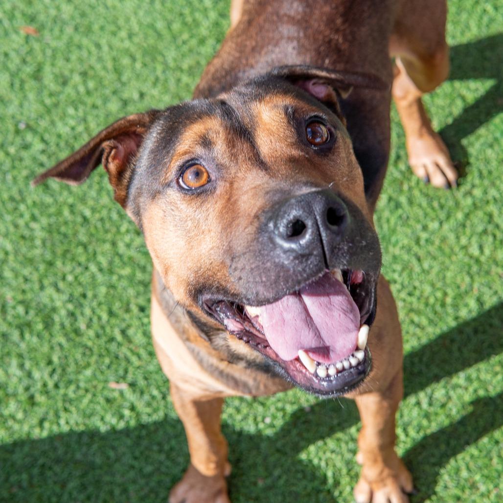 Chief, a Adoptable mixed breed in Gainesville, GA image 1/5