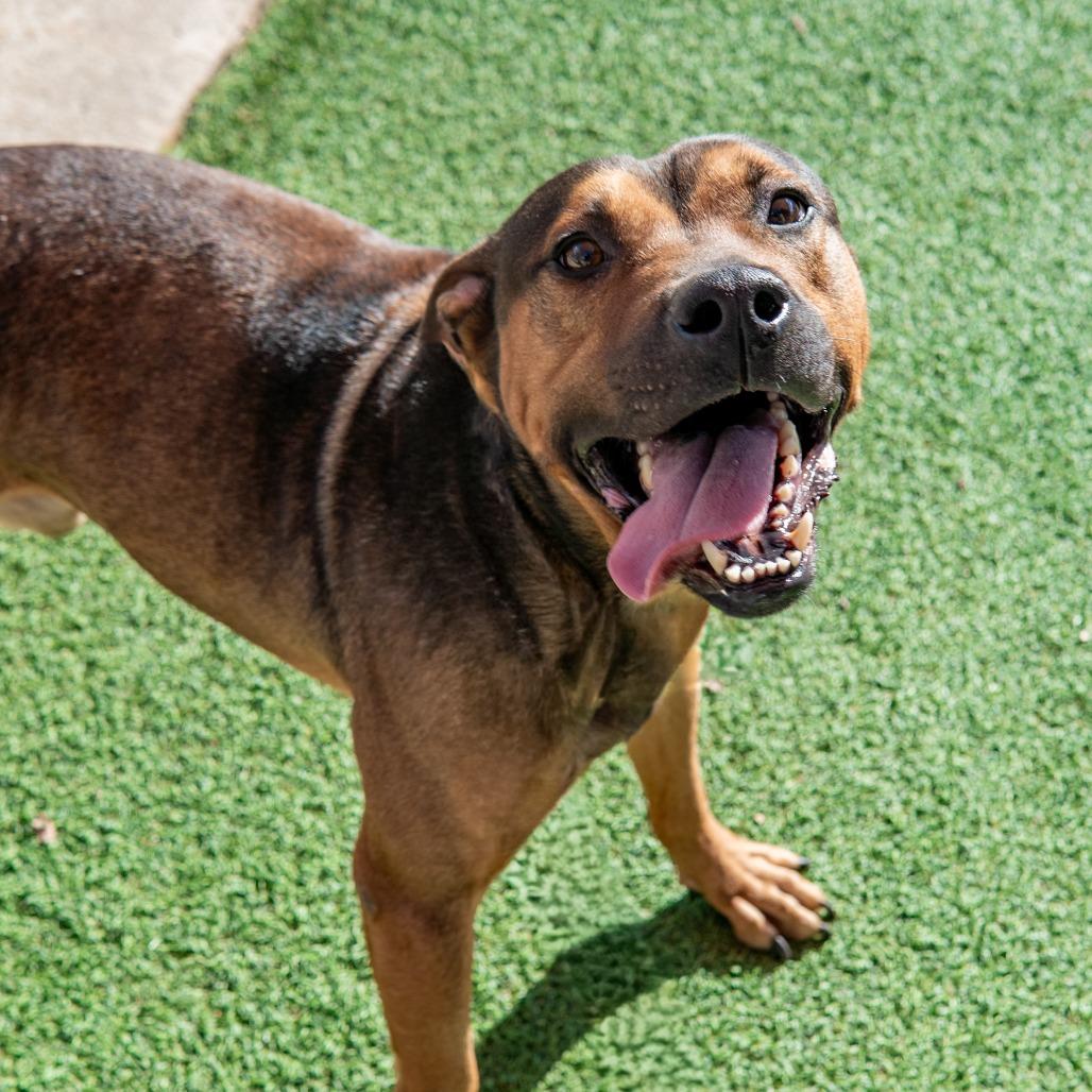 Chief, a Adoptable mixed breed in Gainesville, GA image 2/5