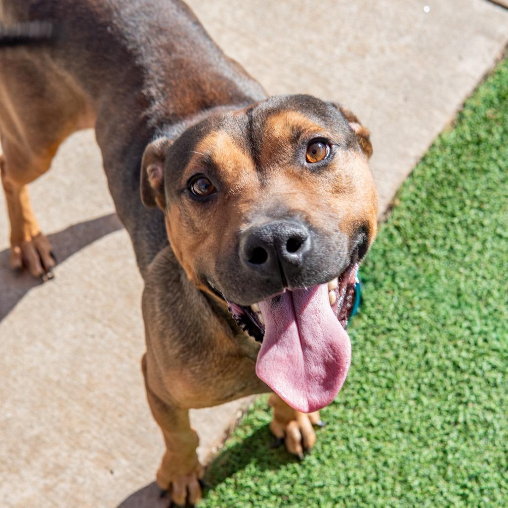 Chief, a Adoptable mixed breed in Gainesville, GA image 3/5