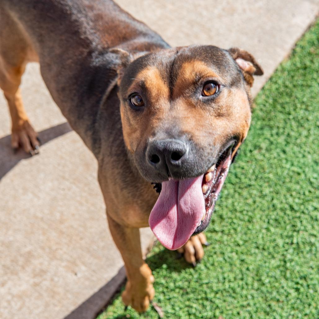 Chief, a Adoptable mixed breed in Gainesville, GA image 4/5