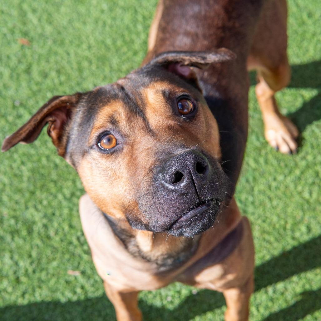Chief, a Adoptable mixed breed in Gainesville, GA image 5/5