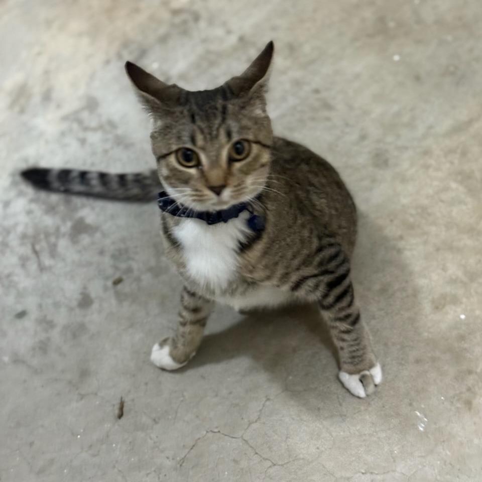 Enlarge Treasure, a Adoptable Domestic Short Hair in Columbus, GA image 1/2