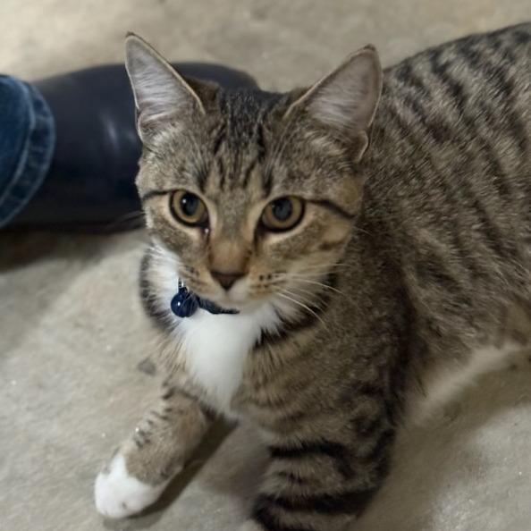 Enlarge Treasure, a Adoptable Domestic Short Hair in Columbus, GA image 2/2