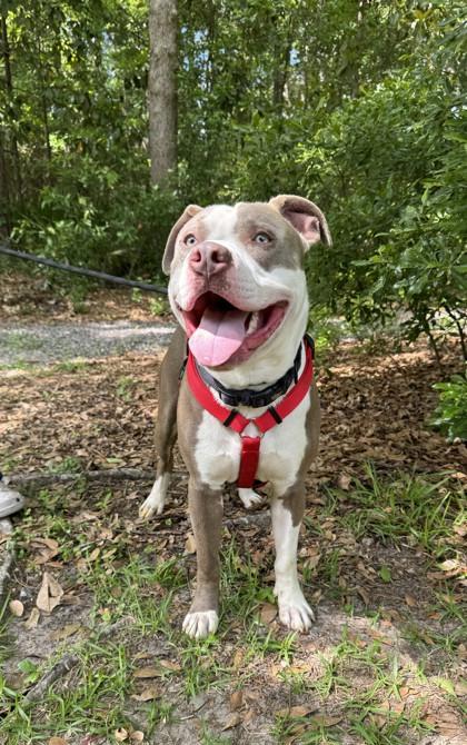 Enlarge Axel, a Adoptable mixed breed in Brunswick, GA image 1/1