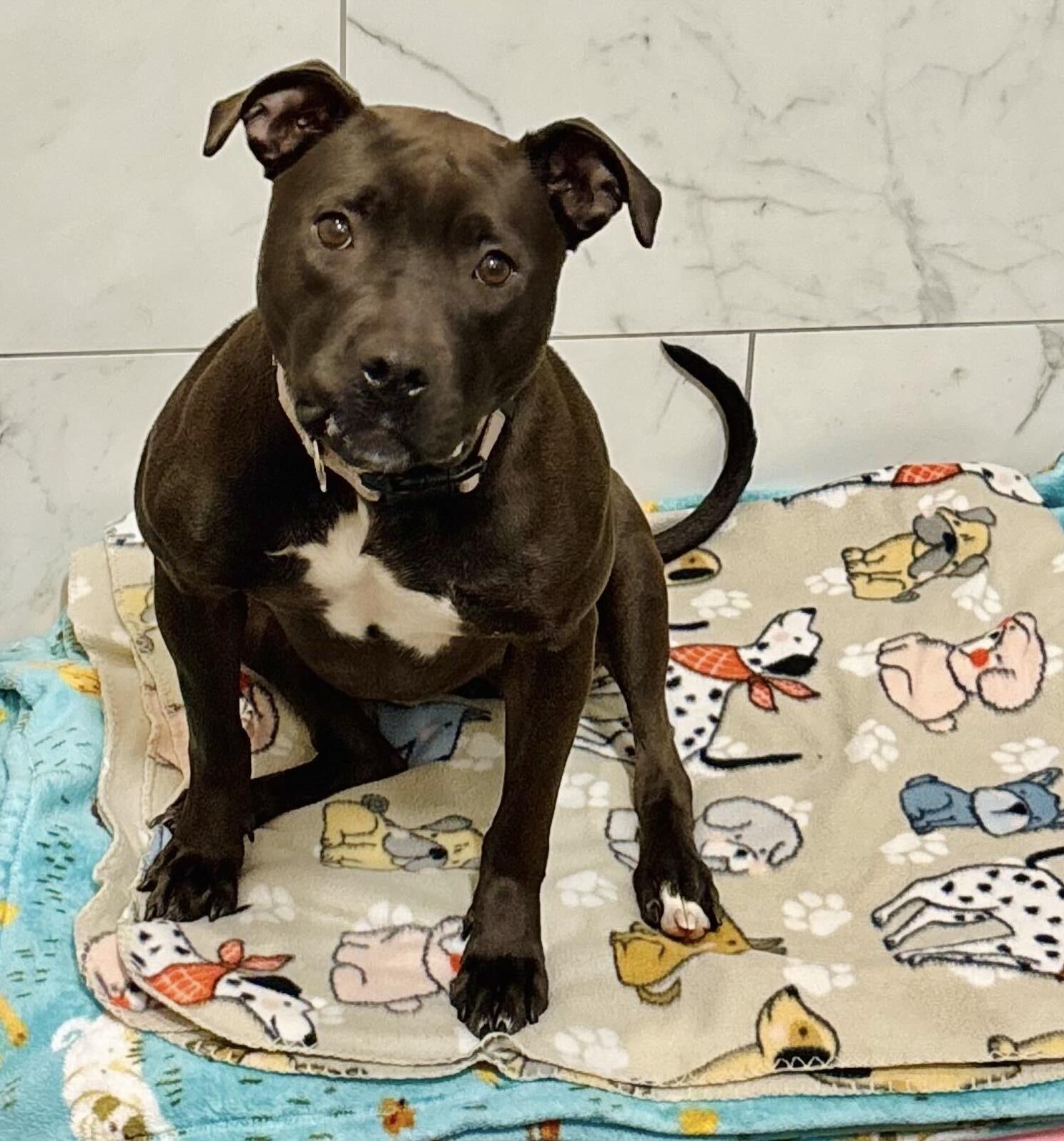 Mint, Young Female American Staffordshire Terrier