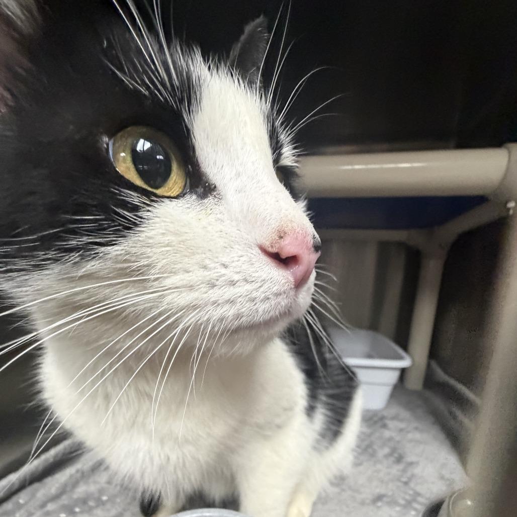 Enlarge Shailene, a Adoptable Domestic Short Hair in Marion, VA image 1/1