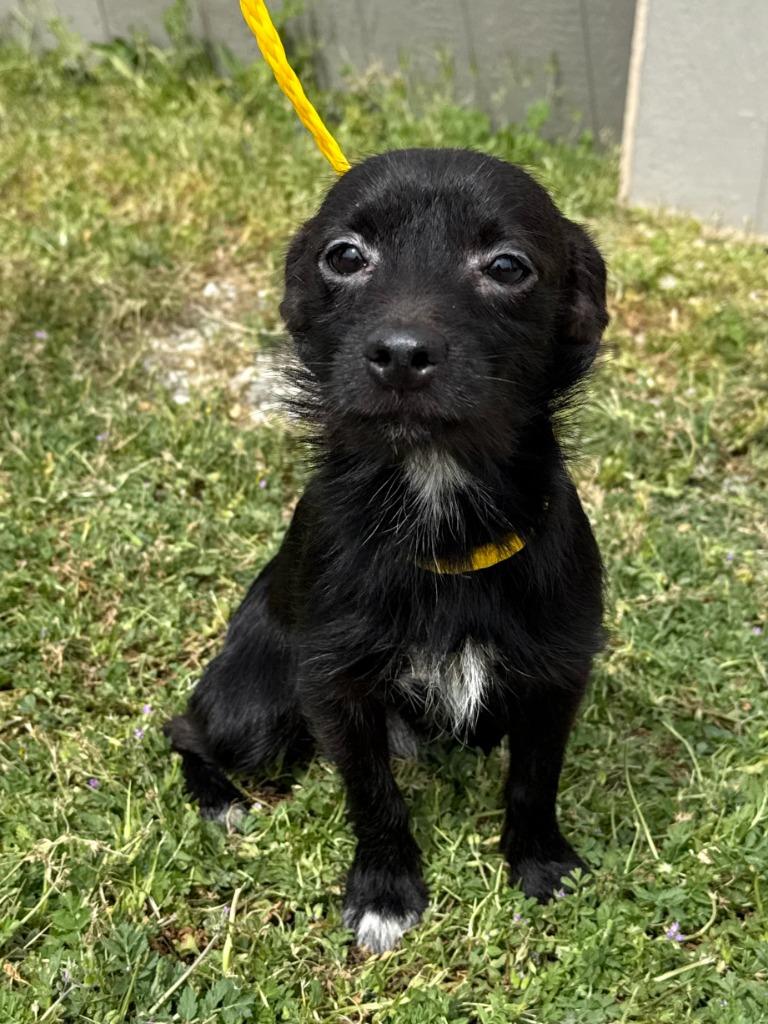 Calvin, Adoptable, Young Male Terrier & Mixed Breed.