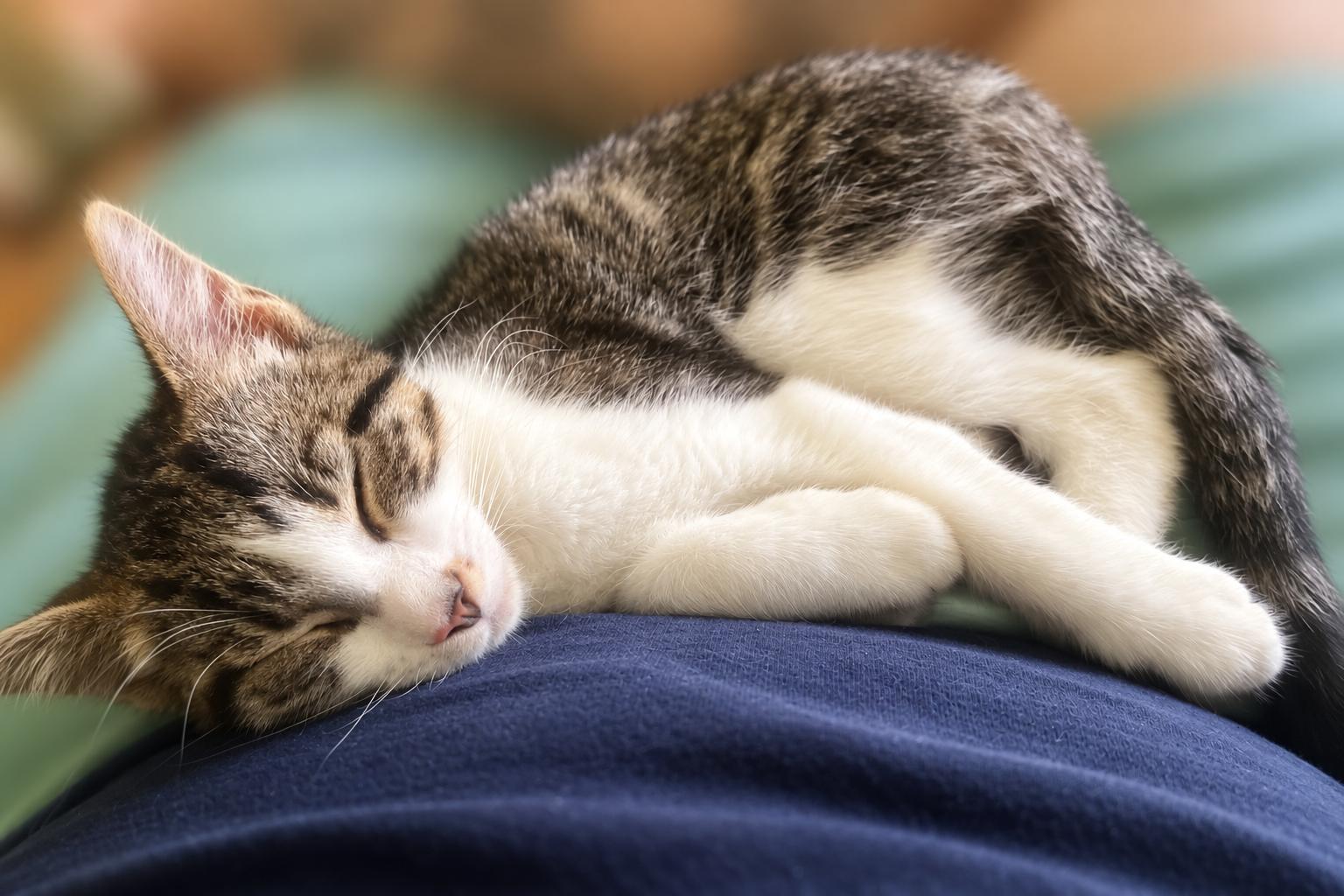 Enlarge Tuna, an adopted Domestic Short Hair in Tallahassee, FL image 5/5