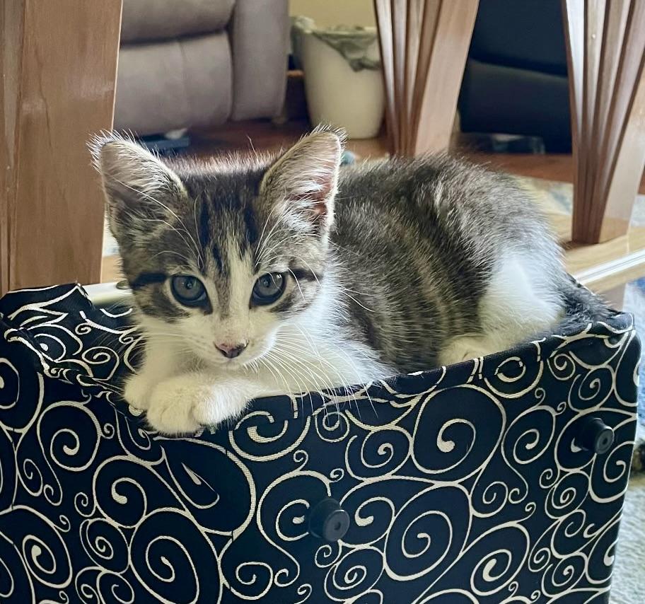 Enlarge Tuna, an adopted Domestic Short Hair in Tallahassee, FL image 4/5