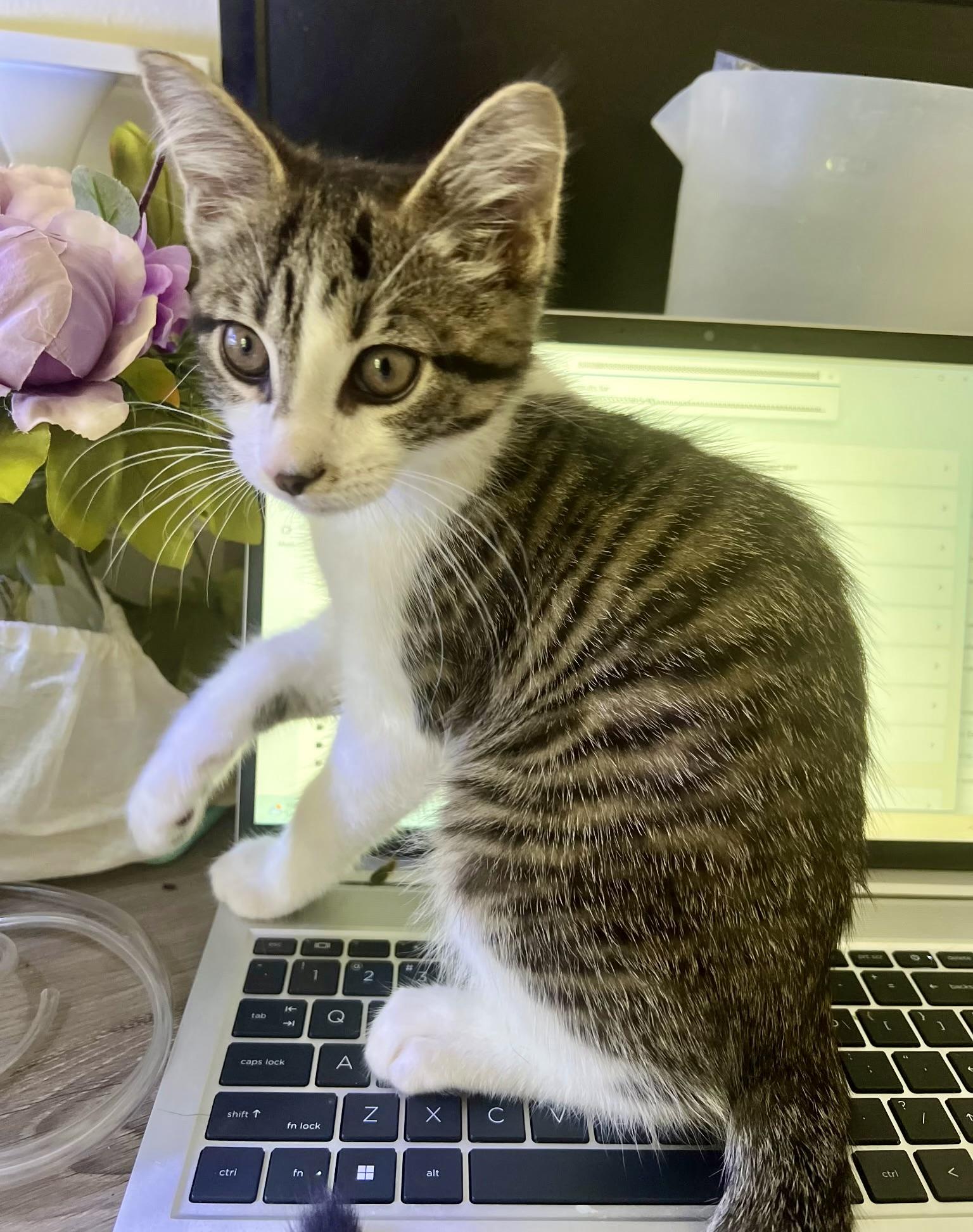Enlarge Tuna, an adopted Domestic Short Hair in Tallahassee, FL image 2/5