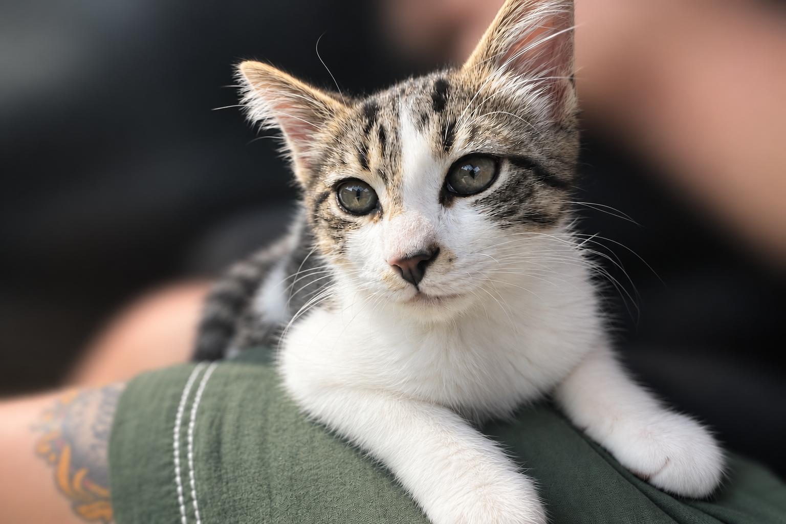 Tuna, adopted, Kitten Male Domestic Short Hair.