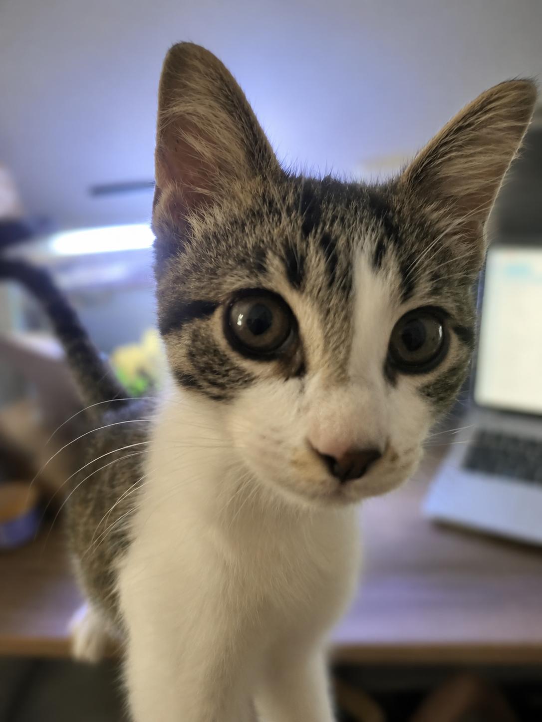 Enlarge Tuna, an adopted Domestic Short Hair in Tallahassee, FL image 3/5