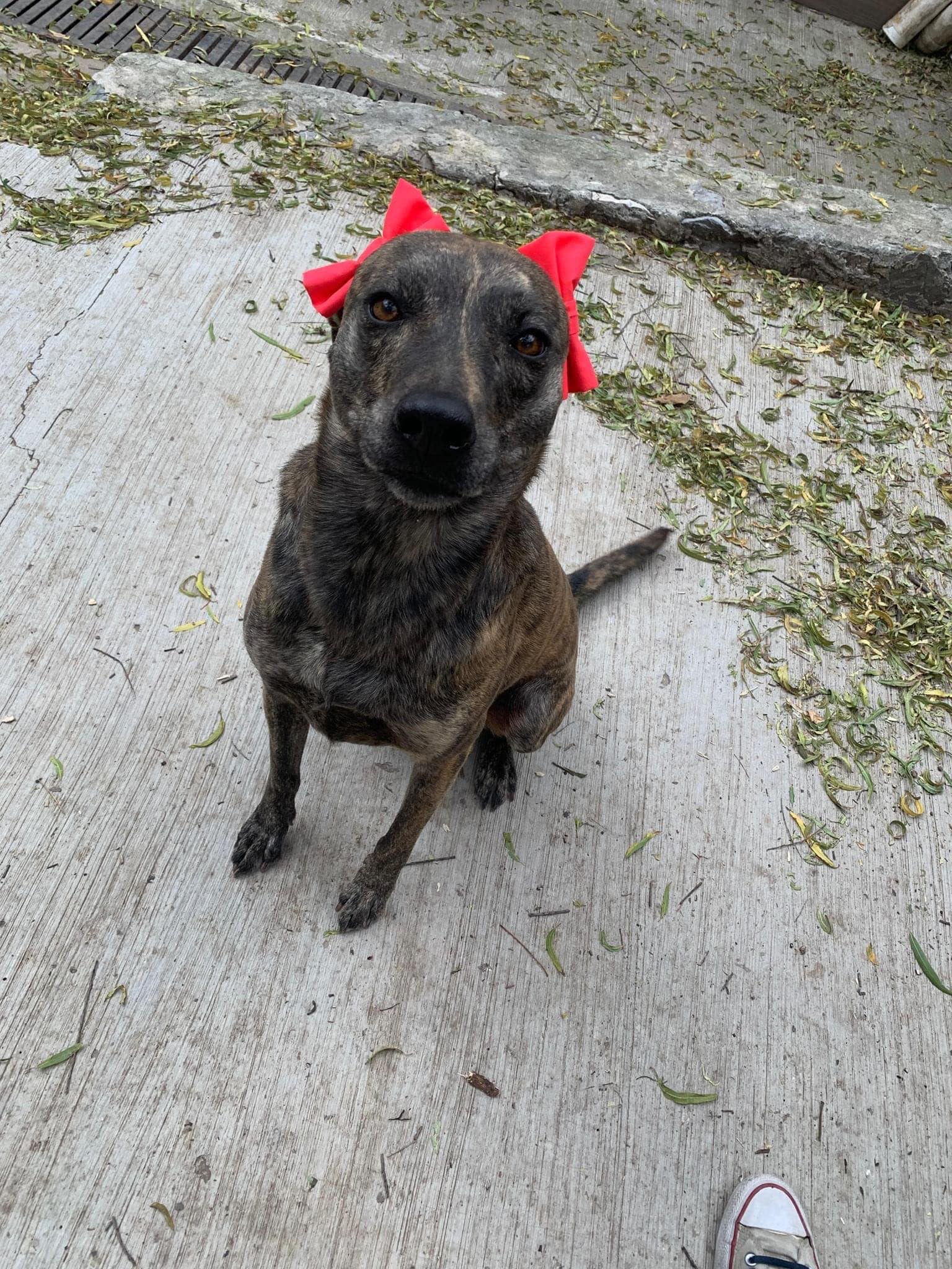 Nebula (20240322-03)