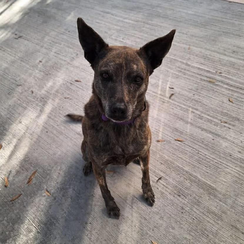 Enlarge Nebula (20240322-03), a Adoptable mixed breed in Mississauga, ON image 1/6