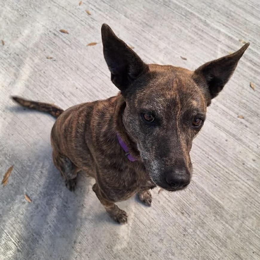 Enlarge Nebula (20240322-03), a Adoptable mixed breed in Mississauga, ON image 4/6