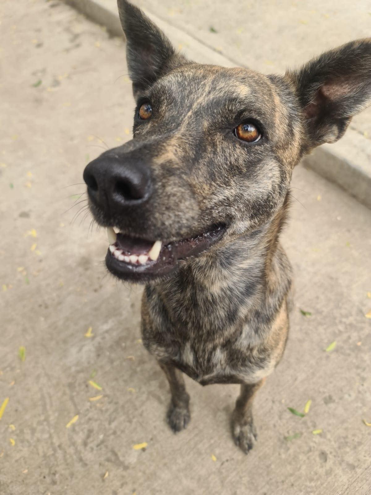 Enlarge Nebula (20240322-03), a Adoptable mixed breed in Mississauga, ON image 6/6