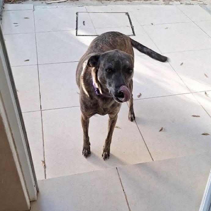 Enlarge Nebula (20240322-03), a Adoptable mixed breed in Mississauga, ON image 2/6