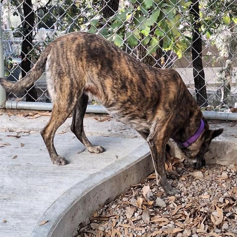 Enlarge Nebula (20240322-03), a Adoptable mixed breed in Mississauga, ON image 3/6