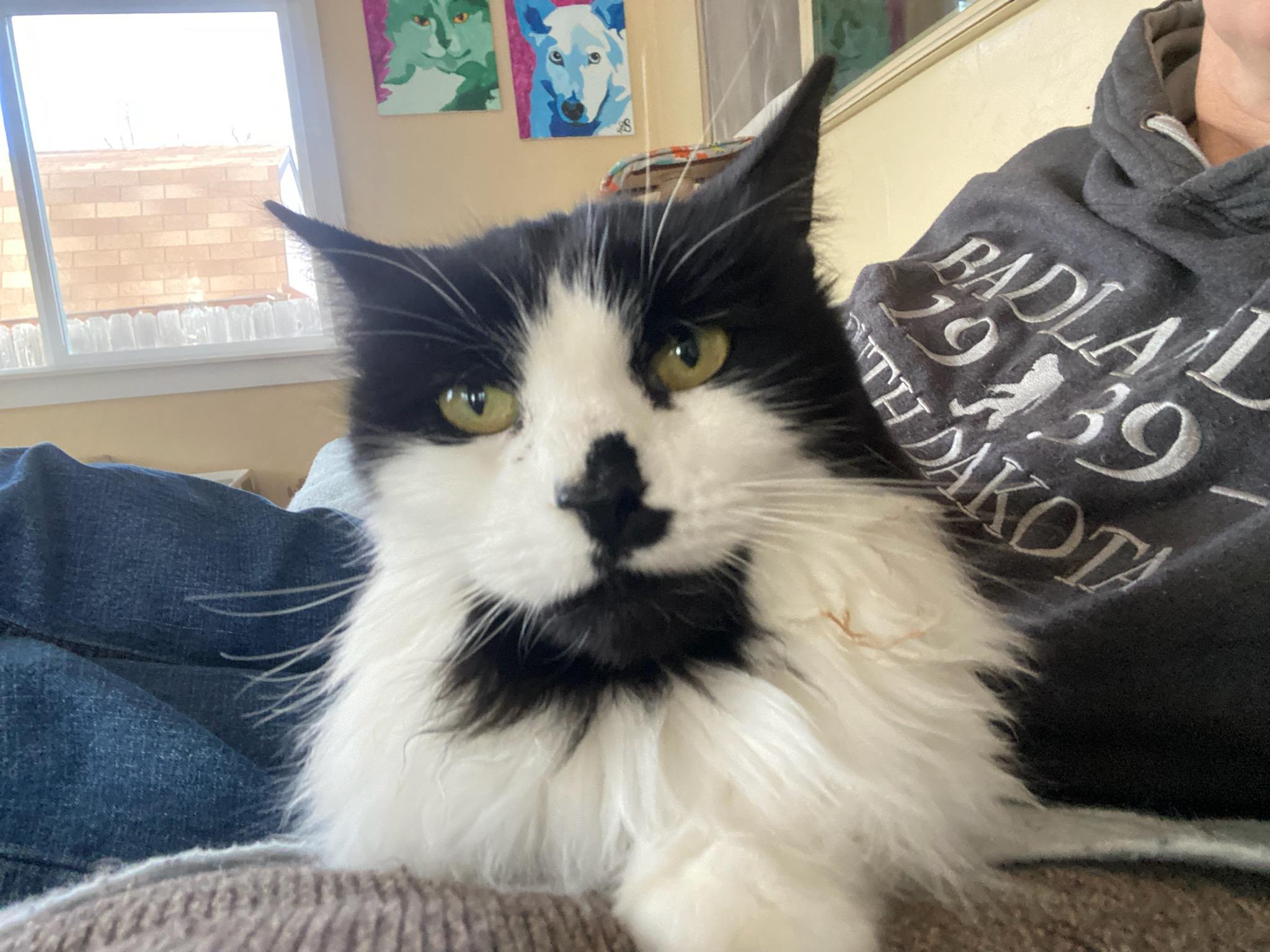 Noel, Adoptable, Senior Female Domestic Long Hair.