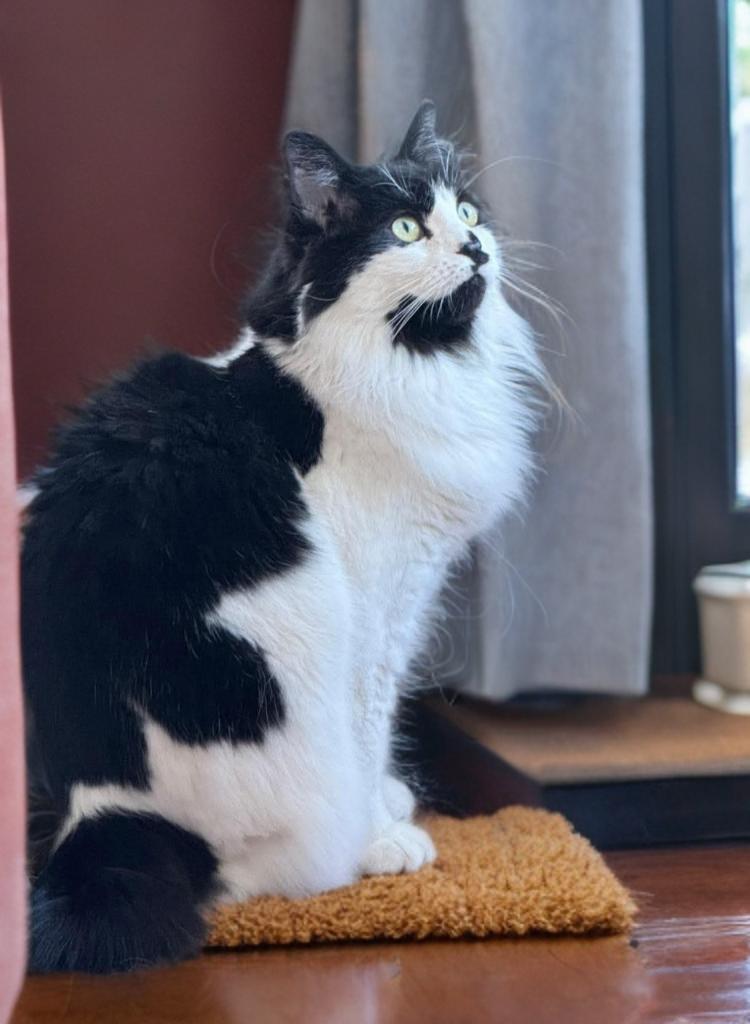 Enlarge Noel, a Adoptable Domestic Long Hair in Twin Falls, ID image 3/4