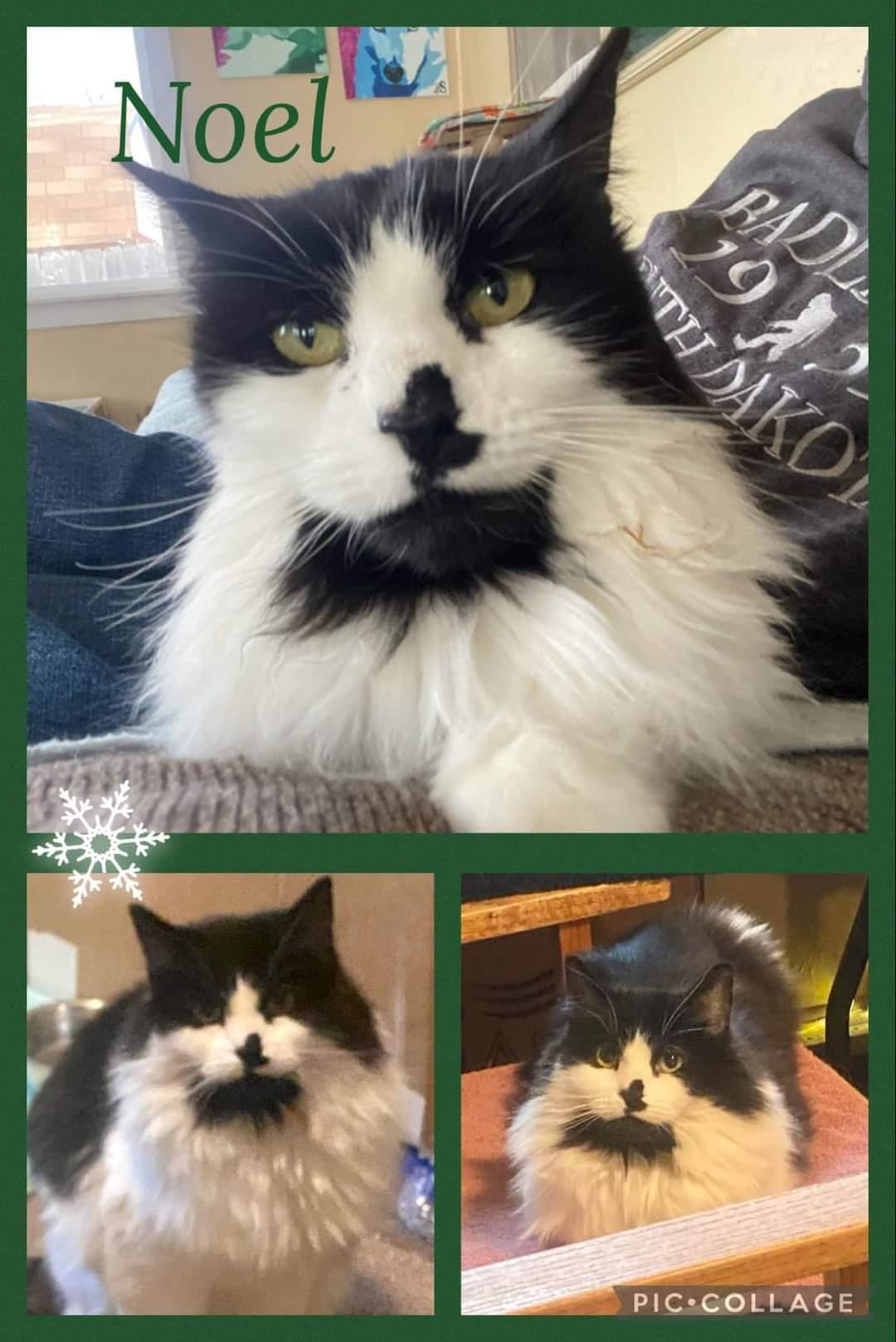 Noel, a Adoptable Domestic Long Hair in Twin Falls, ID image 5/6