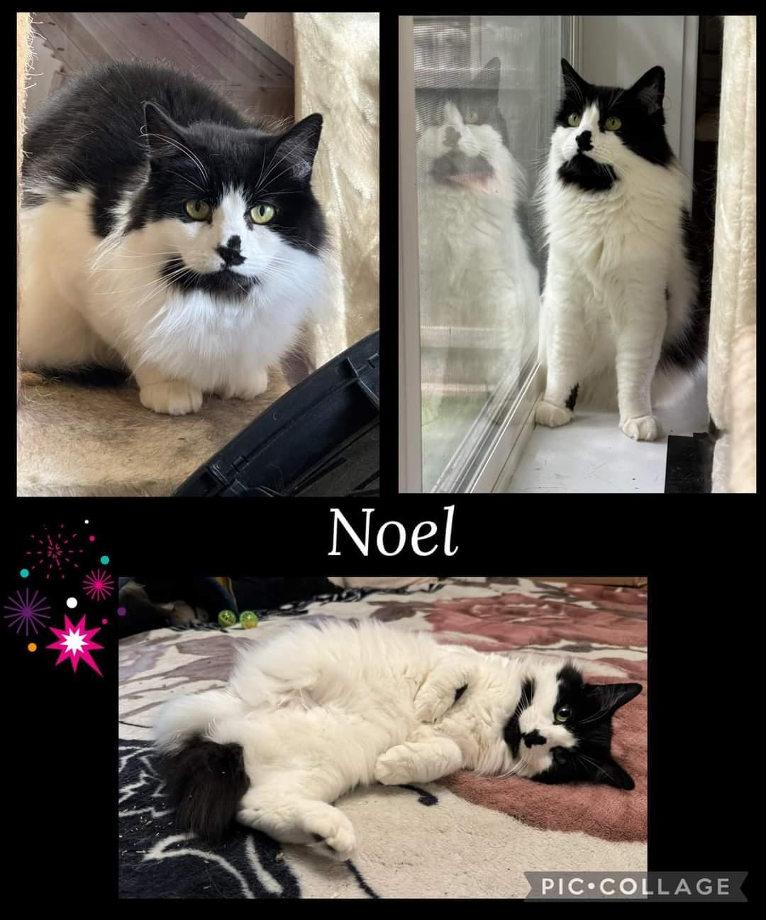 Noel, a Adoptable Domestic Long Hair in Twin Falls, ID image 6/6