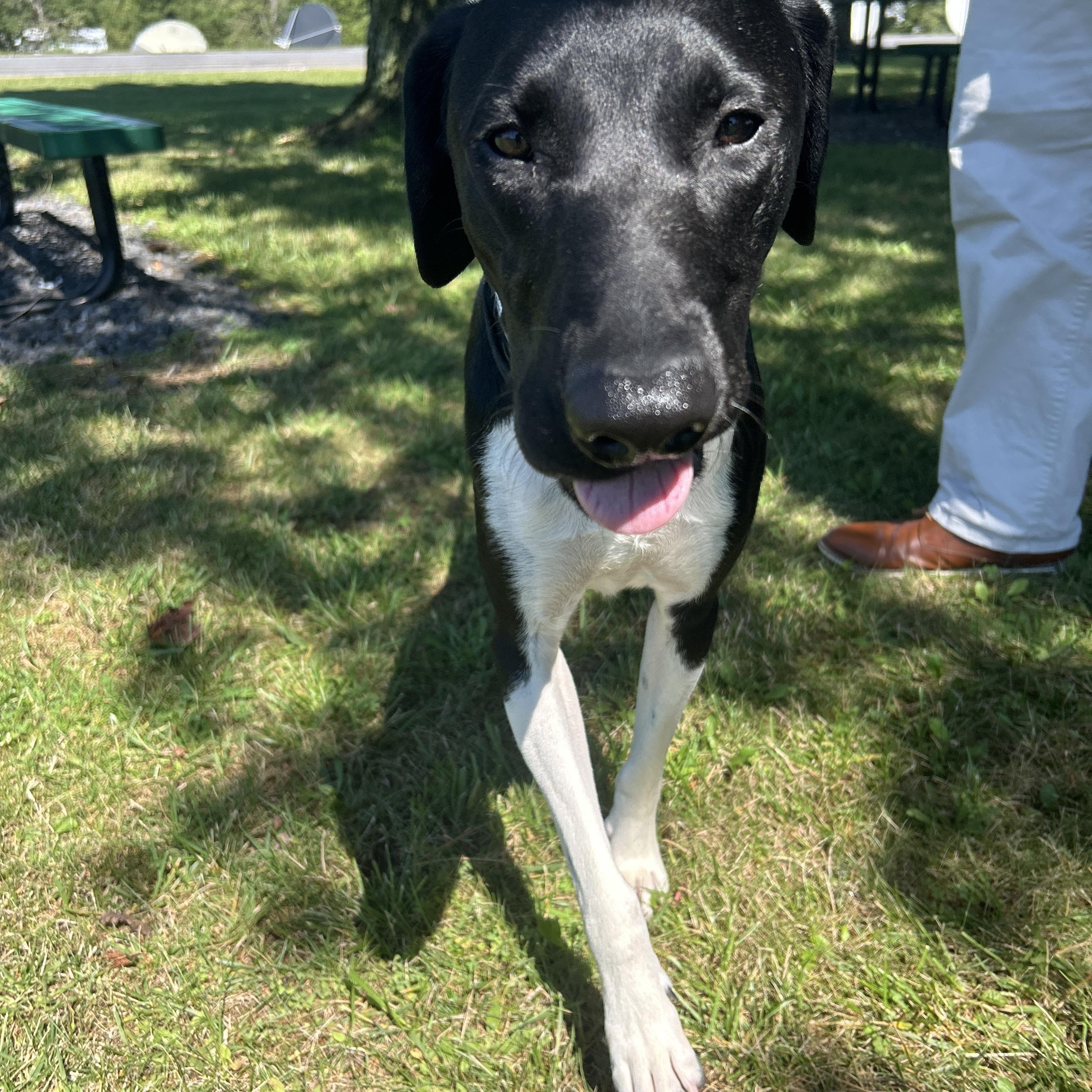 Enlarge Ranger, a Adopted German Shorthaired Pointer in Pottsville, PA image 1/3