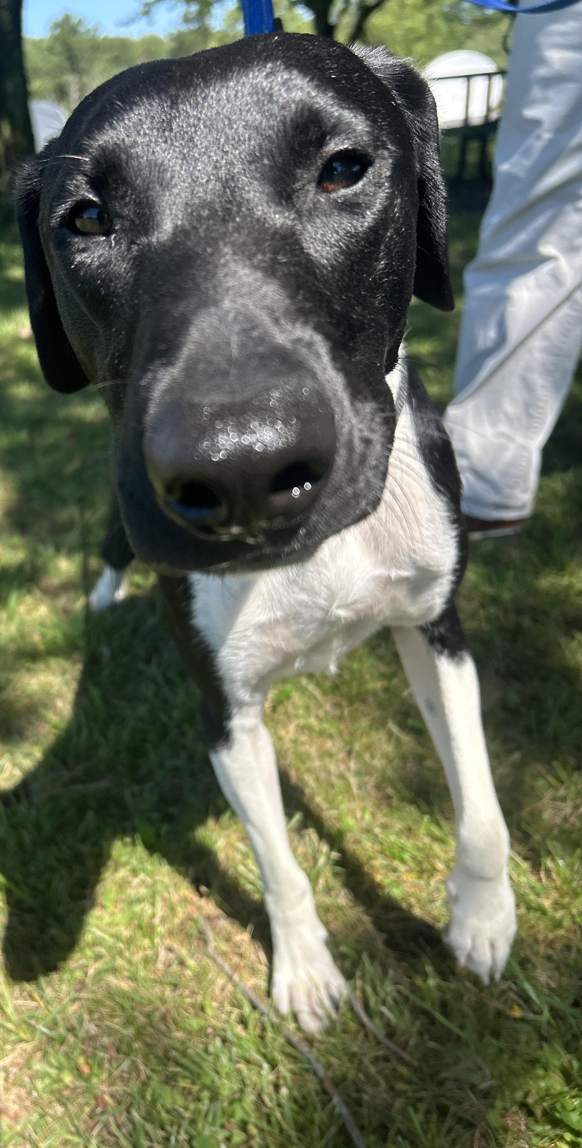 Enlarge Ranger, a Adopted German Shorthaired Pointer in Pottsville, PA image 2/3
