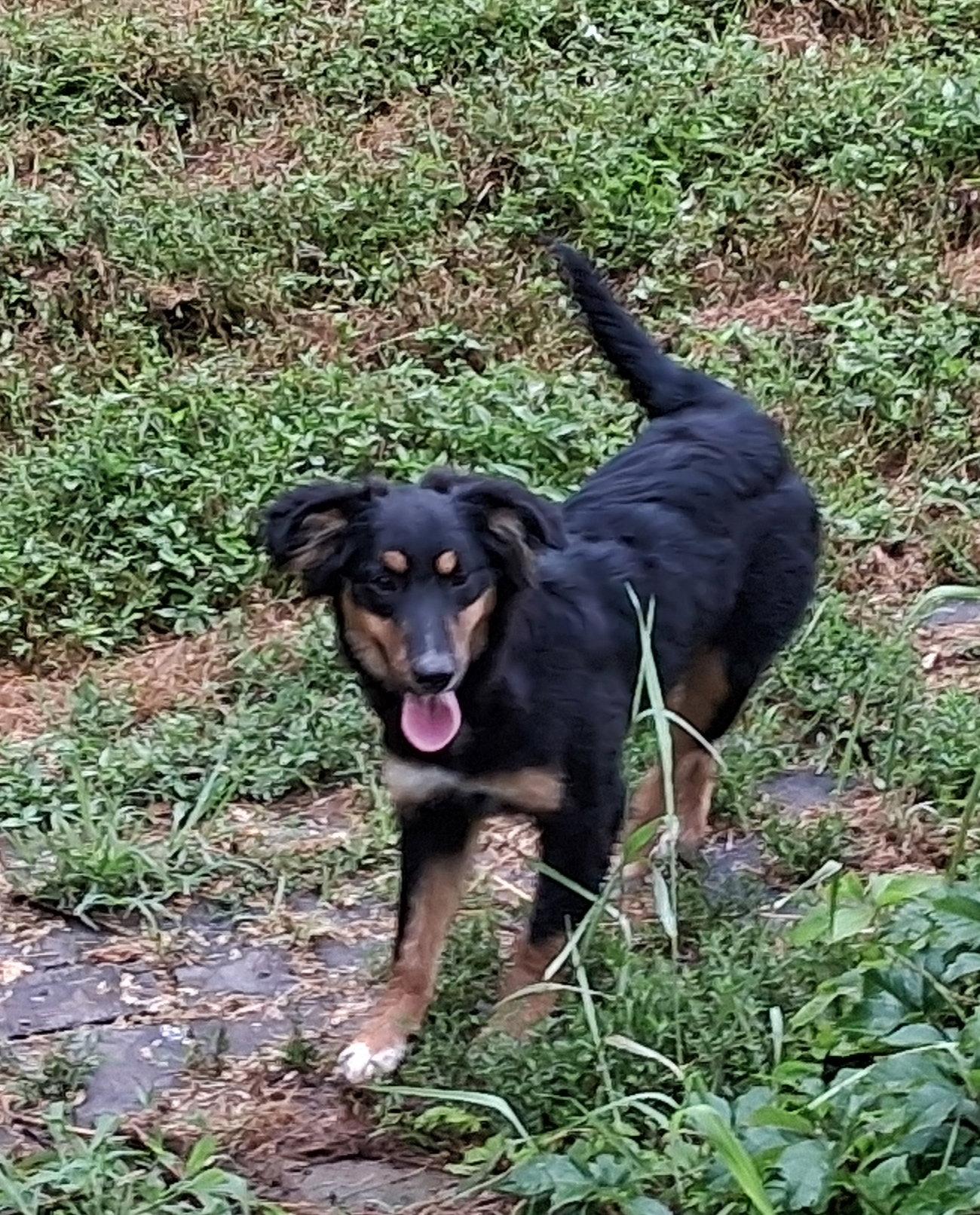 Lucy, Adoptable, Puppy Female Australian Shepherd & Dachshund.